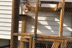Outdoor Cat Den